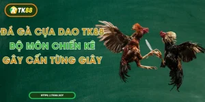 Đá Gà Cựa Dao TK88 - Bộ Môn Chiến Kê Gây Cấn Từng Giây